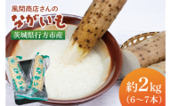 風間商店さんのながいも 約2kg(6～7本)｜ながいも いも 芋 長芋 野菜 やさい 人気 美容 健康 腸活 味噌汁 天ぷら 茨城県 行方市 行方市産(HO-1)
