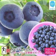 【定期便】 ブルーベリー三昧 Aセット（約8kg／4回発送） 完熟生ブルーベリー（8月中旬以降は冷凍ブルーベリー） エコえひめ認証