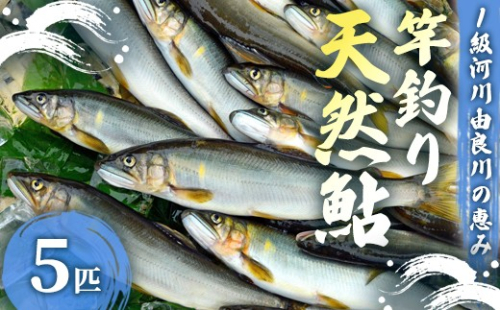 【2026年夏発送】天然鮎 竿釣り 10匹 （17〜23cm） 【 冷蔵 由良川の竿釣り 由良川漁協 あゆ 鮎 新鮮 魚 さかな 直送 綾部 京都 魚介 川魚 塩焼き 生あゆ 】 