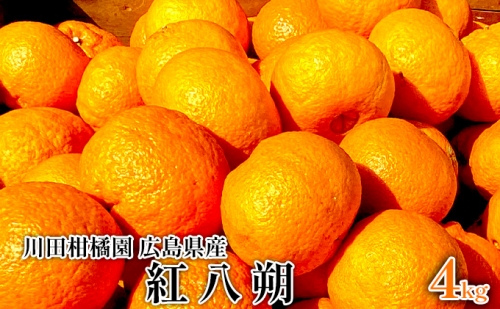 川田柑橘園 広島原産 「紅八朔」4kg 210512 - 広島県呉市