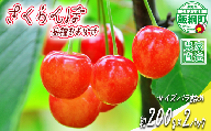 [ 冷蔵便 ] さくらんぼ サイズ バラ詰め 200g × 2パック ( 品種おまかせ ) 配送先は本州限定 2025年6月中旬〜2025年6月下旬まで順次発送予定 サイズバラバラ チェリー サクランボ 長野県 飯綱町 [1952]