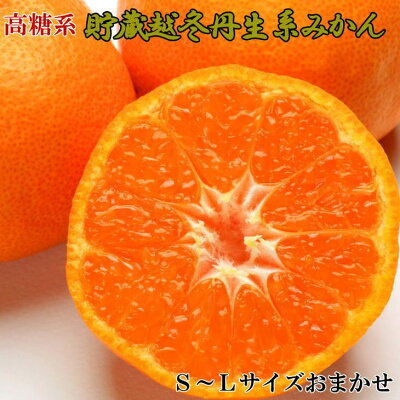ZD6218n_【高糖系】【2026年先行予約】 貯蔵越冬 丹生系 みかん 5kg (S～Lサイズおまかせ) 【ミカン 蜜柑 柑橘 温州みかん 丹生温州】 210552 - 和歌山県湯浅町