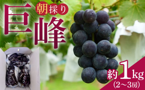 朝採り 巨峰 約1kg (2～3房) 有田巨峰村 大南農園　 2106075 - 和歌山県有田川町