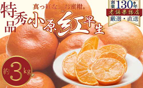 特秀品!真っ赤なお蜜柑「小原紅早生」 約3kg 2106341 - 香川県綾川町