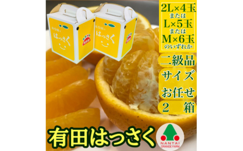ちょっと 傷あり 手さげ箱 有田 はっさく 2L ～ M 4～6玉入2箱セット 南泰園 みかん 2106538 - 和歌山県有田川町