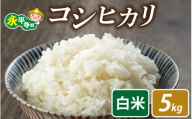 [先行予約]永平寺町飯島産 コシヒカリ [白米]5kg / ふるさと納税 米 5kg 福井県 永平寺町 の おいしい お米 発祥の地 こめ おこめ 白米 精米 国産 限定 ごはん ご飯 白飯 ゴハン あまみ ふるさと ランキング 人気 おすすめ 送料無料 産地直送 農家直送 福井県 永平寺 国産米 [B-074001]