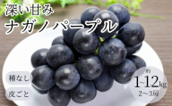 [2026年先行予約]ぶどう ナガノパープル1kg~1.2kg(2~3房)| 葡萄 黒ぶどう フルーツ 果物 千曲市 長野県産 信州