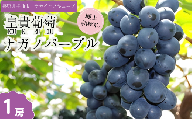 [2025年先行予約]ぶどう ナガノパープル 特秀品 加湿ハウス栽培 1房 | 葡萄 赤ぶどう フルーツ 果物 千曲市 長野県産 信州