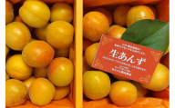 [2025年先行予約]あんず 生食&加工用 バラ約2kg | オリジナルレシピ付き 信州あんず 杏子 アンズ アプリコット 果物 千曲市 長野県産 信州
