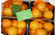 [2025年先行予約][数量限定]生食用 あんず ハーコット 4パック(計約2kg)| 信州あんず 杏子 アンズ アプリコット 期間限定 千曲市 長野県産 信州