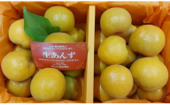 [2025年先行予約][数量限定]あんず ハーコット 2パック(計約1.2kg)| 信州あんず 杏子 アンズ アプリコット 期間限定 千曲市 長野県産 信州