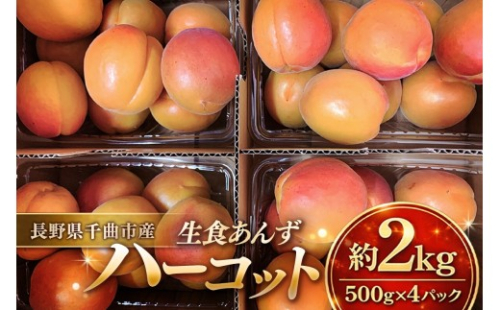 【2027年先行予約】 【数量限定】 あんず ハーコット 生食用 約2kg | あんず ハーコット 杏子 アンズ アプリコット 果物 くだもの フルーツ 2キロ 生食 果実酒 人気 お取り寄せ 産地直送 国産 長野県産 信州 長野 千曲市