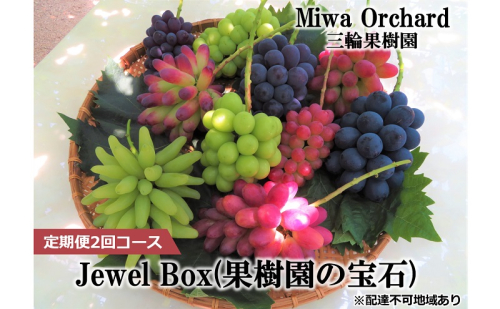 ぶどう 2026年 先行予約 ジュエルボックス 皮ごと食べることのできる 葡萄 4～5品種 詰合せ 約2kg 定期便 2回 コース ブドウ 葡萄 岡山県 赤磐市産 国産 フルーツ 果物 ギフト 三輪果樹園 岡山のぶどう 食べ比べ 2107285 - 岡山県赤磐市