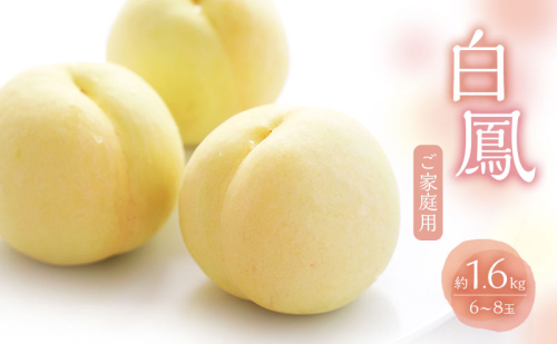 桃 2025年 数量限定 白桃 白鳳 約1.6kg 6~8玉 ご家庭用 フルーツ 果物 岡山 赤磐市産 2107306 - 岡山県赤磐市