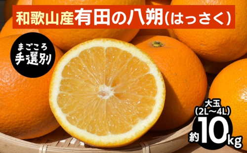 【まごころ手選別】有田のはっさく・10kg大玉(2L～4L) ※2026年1月上旬～3月下旬頃に順次発送予定 2107881 - 和歌山県美浜町