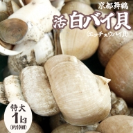 京都舞鶴 活 白バイ貝 特大 1kg 約10個 刺身用 エッチュウバイ貝【送料無料】 しろばいがい 白ばい貝