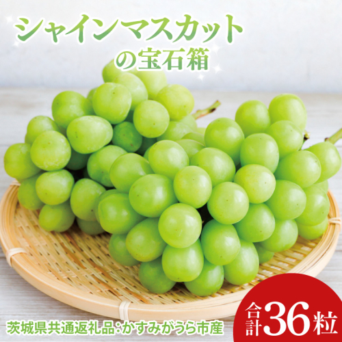 【先行予約】【お歳暮】シャインマスカットの宝石箱36粒（茨城県共通返礼品：かすみがうら市）|プレゼント 贈答 贈り物 ぶどう 葡萄 ブドウ マスカット 茨城県 大子町（CD190） 2108397 - 茨城県大子町