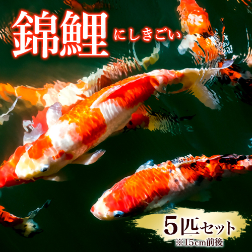 錦鯉 5匹セット (15cm前後) FY25-120 2108762 - 山形県山形市