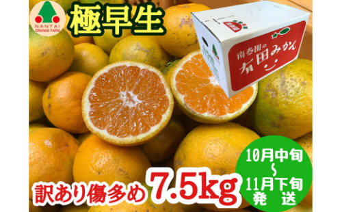 訳あり 傷多め 極早生 有田 みかん 7.5kg L～SS サイズおまかせ 南泰園 和歌山 有田みかん 210882 - 和歌山県有田川町