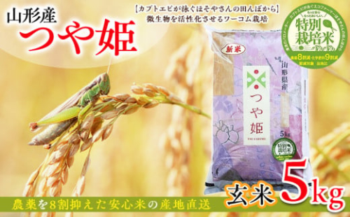 令和7年度産 山形産 「つや姫」5kg (玄米) 特別栽培米 8割減農薬・9割減化学肥料（当地比）【カブトエビが泳ぐほそやさんの田んぼから】微生物を活性化させるワーコム栽培 FY25-126 2108842 - 山形県山形市