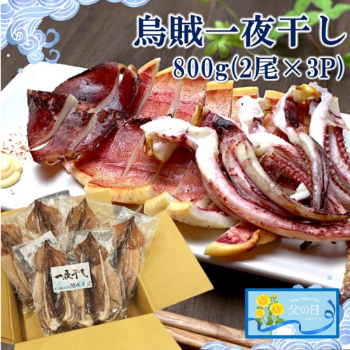 【父の日ギフト】絶品！磯武の国産肉厚烏賊 一夜干し800g ( 2尾×3P )_2556R 2108843 - 大分県国東市