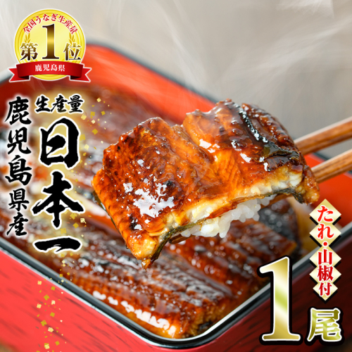 【0074324a】東串良町のうなぎ蒲焼(無頭)(1尾・約150g・タレ、山椒付) うなぎ 高級 ウナギ 鰻 国産 蒲焼 蒲焼き たれ 鹿児島 ふるさと お試し 【アクアおおすみ】 2109863 - 鹿児島県東串良町