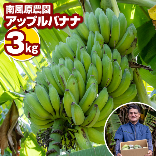 南風原農園　アップルバナナ　3kg 2109864 - 沖縄県南風原町