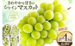 ●山形県産シャインマスカットぶどうの中でもここ数年特に人気の高いシャインマスカット。さわやかな甘さと上品なマスカット香を持ち、種なしで果皮が薄く皮ごとパリッと食べられる手頃さも人気です。朝収穫したもの