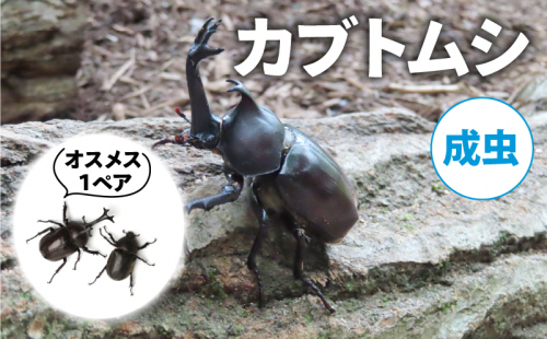 【配送期間は2025年6月下旬~8月上旬に随時配送】カブトムシ(成虫)オスメス1ペア 2110582 - 京都府南山城村