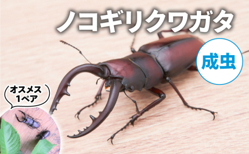 【配送期間は2025年6月下旬~8月上旬に随時配送】ノコギリクワガタ(成虫)オスメス1ペア 2110583 - 京都府南山城村