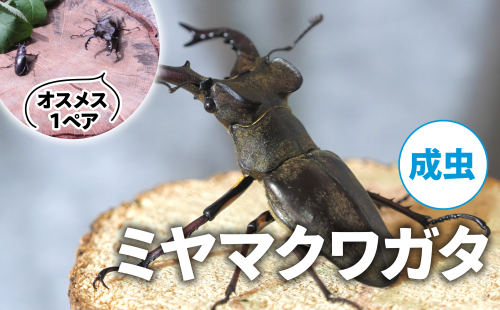【配送期間は2025年6月下旬~8月上旬に随時配送】ミヤマクワガタ(成虫)オスメス1ペア 2110584 - 京都府南山城村