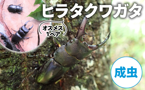【配送期間は2025年6月下旬~8月上旬に随時配送】ヒラタクワガタ(成虫)オスメス1ペア 2110585 - 京都府南山城村