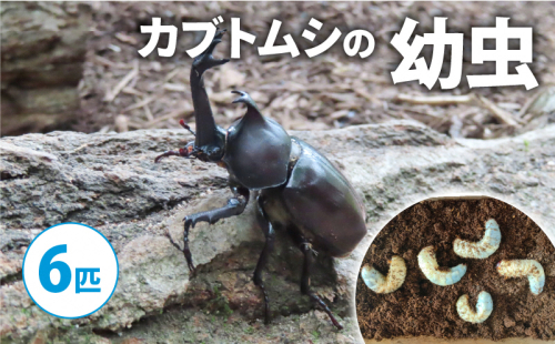【配送期間は2026年1月下旬~4月上旬に随時配送】カブトムシ(幼虫6匹) 2110586 - 京都府南山城村