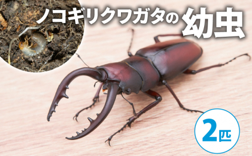 【配送期間は2026年1月下旬~4月上旬に随時配送】ノコギリクワガタ(幼虫2匹) 2110587 - 京都府南山城村