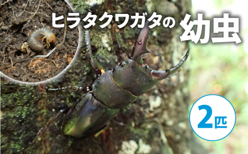 【配送期間は2026年1月下旬~4月上旬に随時配送】ヒラタクワガタ(幼虫2匹) 2110589 - 京都府南山城村
