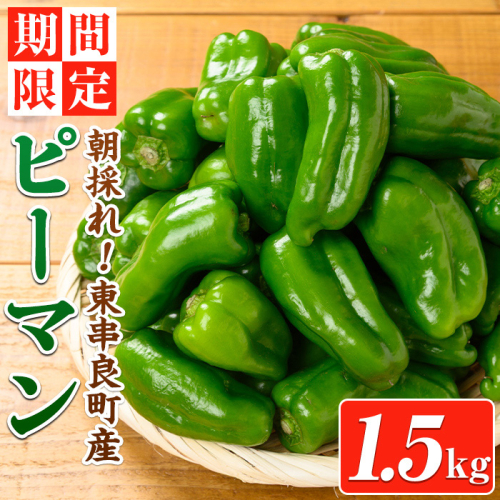 【0085929a】<期間限定>物産館おススメ!東串良町産 朝採れピーマン(1.5kg) ピーマン 野菜 やさい ぴーまん 新鮮 常温 常温保存 【東串良物産館ルピノンの里】 2110639 - 鹿児島県東串良町