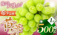 [先行受付]長野県松本市生まれの新品種 ぶどう 黄華(おうか) 1房 約500g|黄華 長野県 信州 松本市 松本原産 松本発祥 果物 ぶどう マスカット フルーツ ブドウ 甘い 葡萄 種無し 新鮮 信州産 先行予約 シャインマスカット