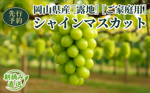 【2025年先行予約】［露地］岡山県産シャインマスカット 2kg （３～５房入）ご家庭用 2111447 - 岡山県鏡野町