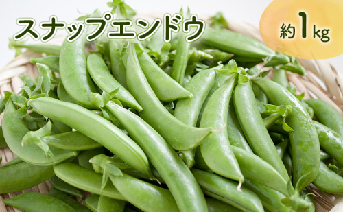 【先行予約】 《収穫次第順次発送》  富良野市産 スナップえんどう 1kg 野菜 旬 新鮮 富良野 エンドウ 豆 スナックエンドウ スナップ えんどう豆 ふらの 畠山農園 2111618 - 北海道富良野市