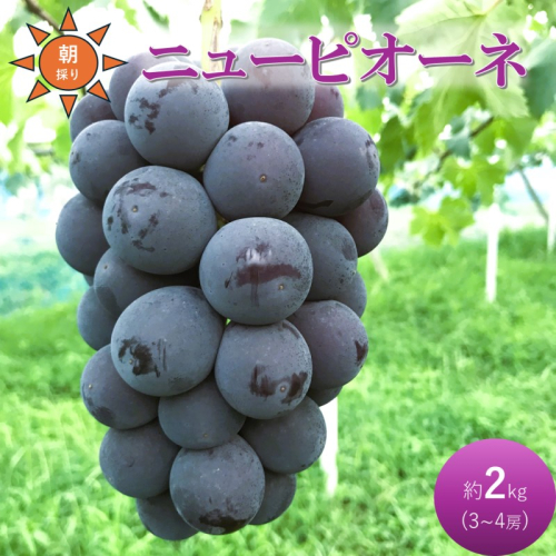 2026年 早期受付 ぶどう ニューピオーネ 3～4房 約2kg 岡山県高梁市産 うめづぶどう園 化粧箱入り 葡萄 ブドウ 大粒 贈答用 2111719 - 岡山県高梁市