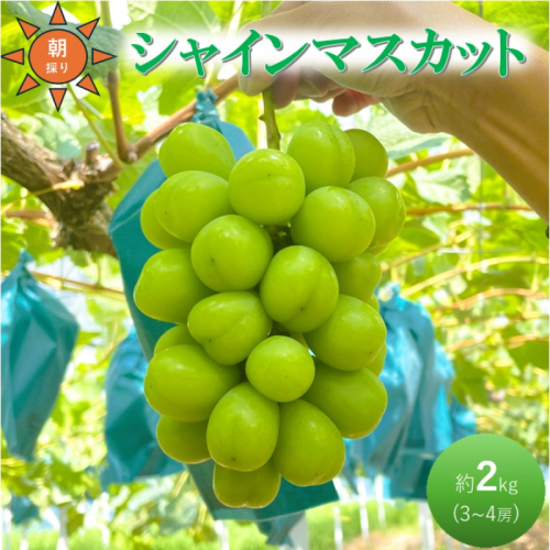 ぶどう 贈答用 シャインマスカット 約2kg 3～4房 高梁市産  2027年 先行予約 贈答用 化粧箱 大粒 葡萄 ブドウ うめづぶどう園 2111720 - 岡山県高梁市