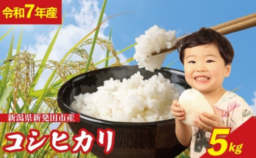 【新米】コシヒカリ 5kg 新潟県 米 こめ 白米 ご飯 おにぎり 5kg こしひかり 新発田産 新発田市 新潟 野口政一商店 noguchi003_01