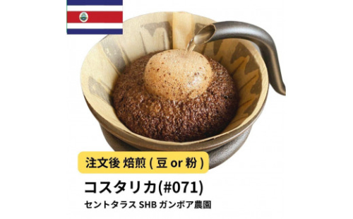 コーヒー #071 コスタリカ セントタラス SHB ガンボア農園 310g 当日焙煎 大山珈琲 （豆または中挽きから選択） 2112581 - 大阪府堺市