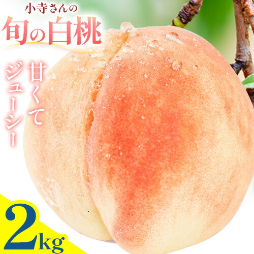 小寺さんの旬の白桃 2kg 6～9玉 小寺壽夫 《7月-8月頃出荷》 岡山県 笠岡市 岡山県産 モモ 果物 フルーツ もも 桃 選べる 品種 白桃 白鳳 清水白桃 岡山夢白桃 白麗 白露 紅清水 川中島白桃 なつおとめ 白皇 白桃 2112877 - 岡山県笠岡市