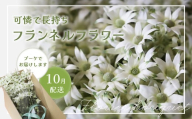 【2025年10月配送】フランネルフラワー（切り花）花束 1束（60輪）約30本 プレゼント 下呂市 岐阜県 生花 馬瀬 ネイティブフラワー