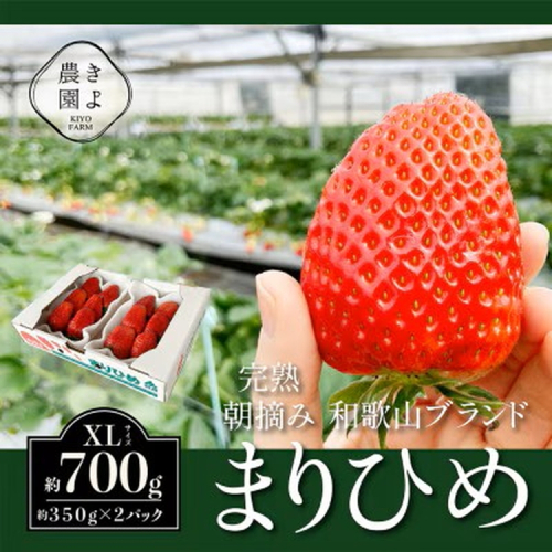 先行受付　大粒まりひめイチゴ　朝摘　6個～11個入×2パック ※2026年1月中旬～3月下旬頃に順次発送予定 ※離島への配送不可 2113414 - 和歌山県美浜町