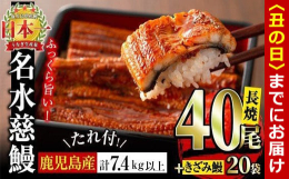 【2025年丑の日(7/1〜7/19配送)早期予約受付中】株式会社鹿児島鰻はうなぎ養殖日本一です。水質はもちろん餌にもこだわりよりおいしい鰻を育てています。無頭真空パックにてお届けします、頭が付いてい