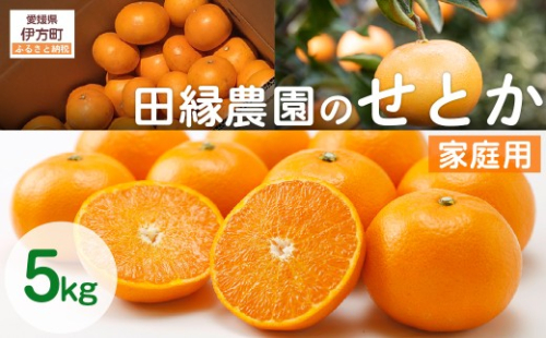 【先行予約】【家庭用】せとか 5kg ※離島への配送不可 （2027年3月5日より順次発送） 【 ふるさと納税 人気 おすすめ ランキング みかん ミカン 蜜柑 せとか フルーツ 果物 愛媛県産 田縁農園 愛媛県 伊方町 送料無料 】 IKTA037