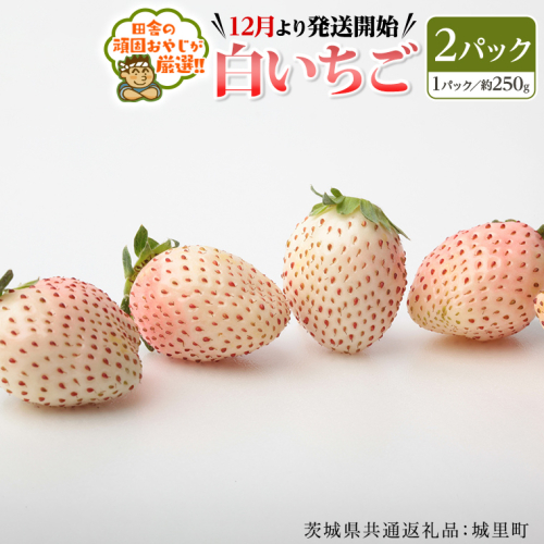 白いちご約250ｇ×2パック【12月より発送開始】（茨城県共通返礼品：城里町産）田舎の頑固おやじが厳選！  茨城県 県産 人気 厳選 果物 くだもの 旬 旬の果物 旬のフルーツ 白イチゴ 白いちご 白苺 いちご イチゴ 苺 [BI229-NT] 211470 - 茨城県つくばみらい市
