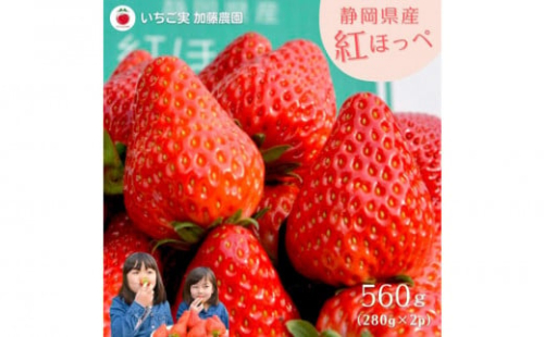 【2026年出荷の先行予約】静岡県産いちご 紅ほっぺ 280g×2パック（1パック12～15粒） 冷蔵配送【配送不可：北海道・沖縄・離島】 苺 フルーツ 2115169 - 静岡県静岡市